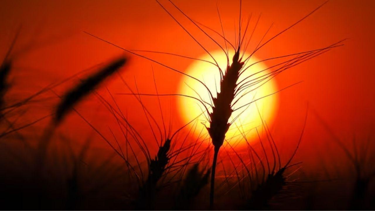 Canada’s Farmers Adapt to Warmer Weather and Unpredictable Climate