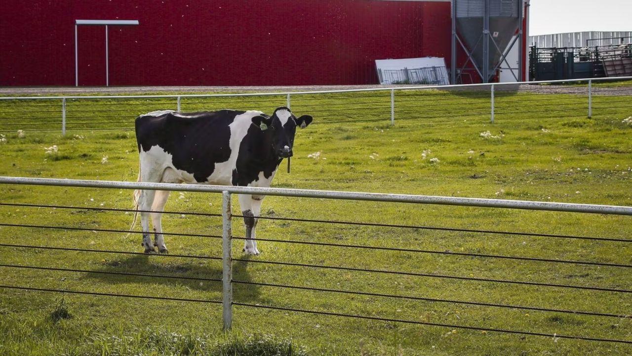 Quebec Farmer Uses Drone to Round Up Runaway Cows