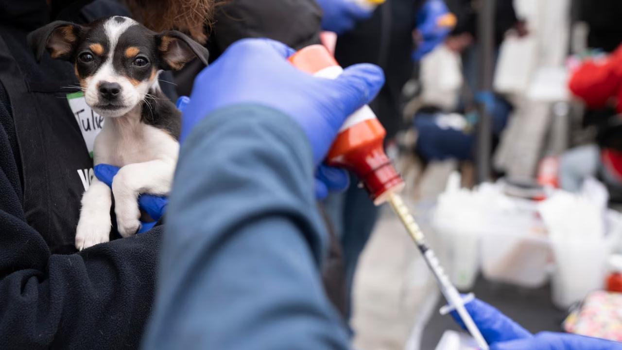 Ontario Faces Parvovirus Outbreak: Vets Urge Swift Action