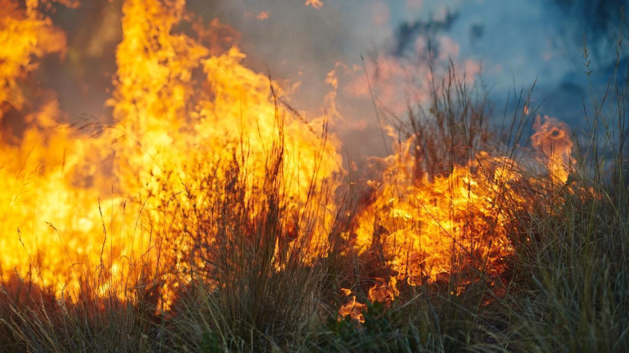 Wildfire Emergency Alert Issued for Prince Albert National Park