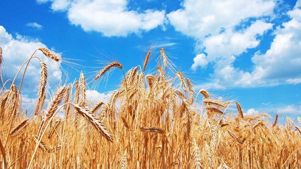 Most Saskatchewan Crops Developing Normally, Reports Ag Survey