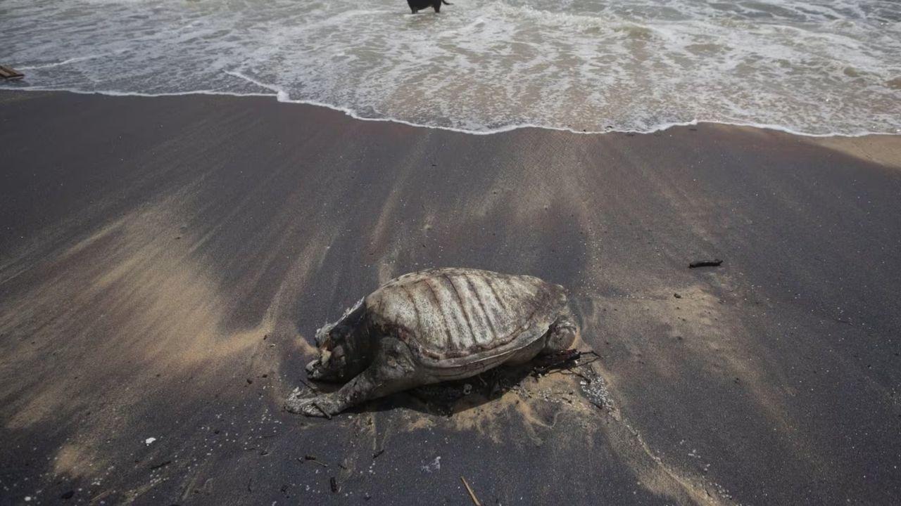 Sri Lankan Court Orders $1B Compensation for Ship Pollution
