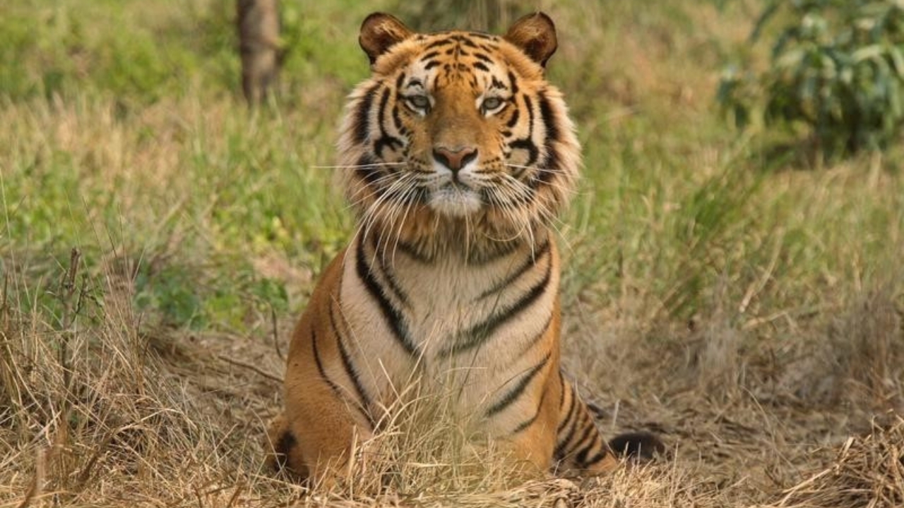 Big Rise in India's Tiger Numbers How the Population is Growing Fast