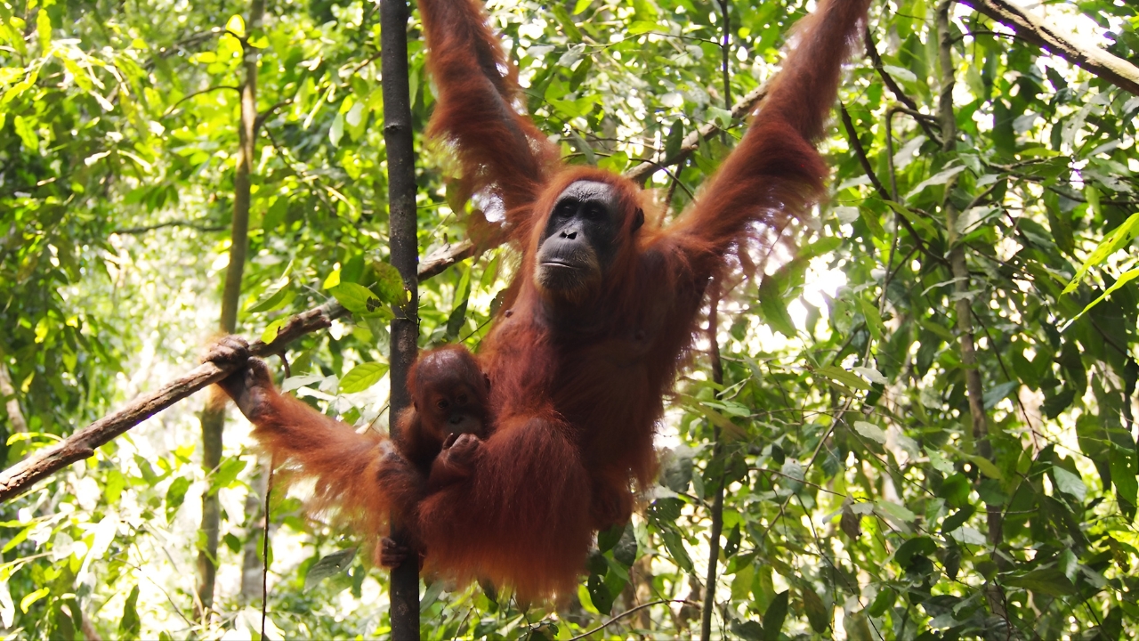 New Strong Partnerships Protect Indonesia’s Leuser Forest and Wildlife