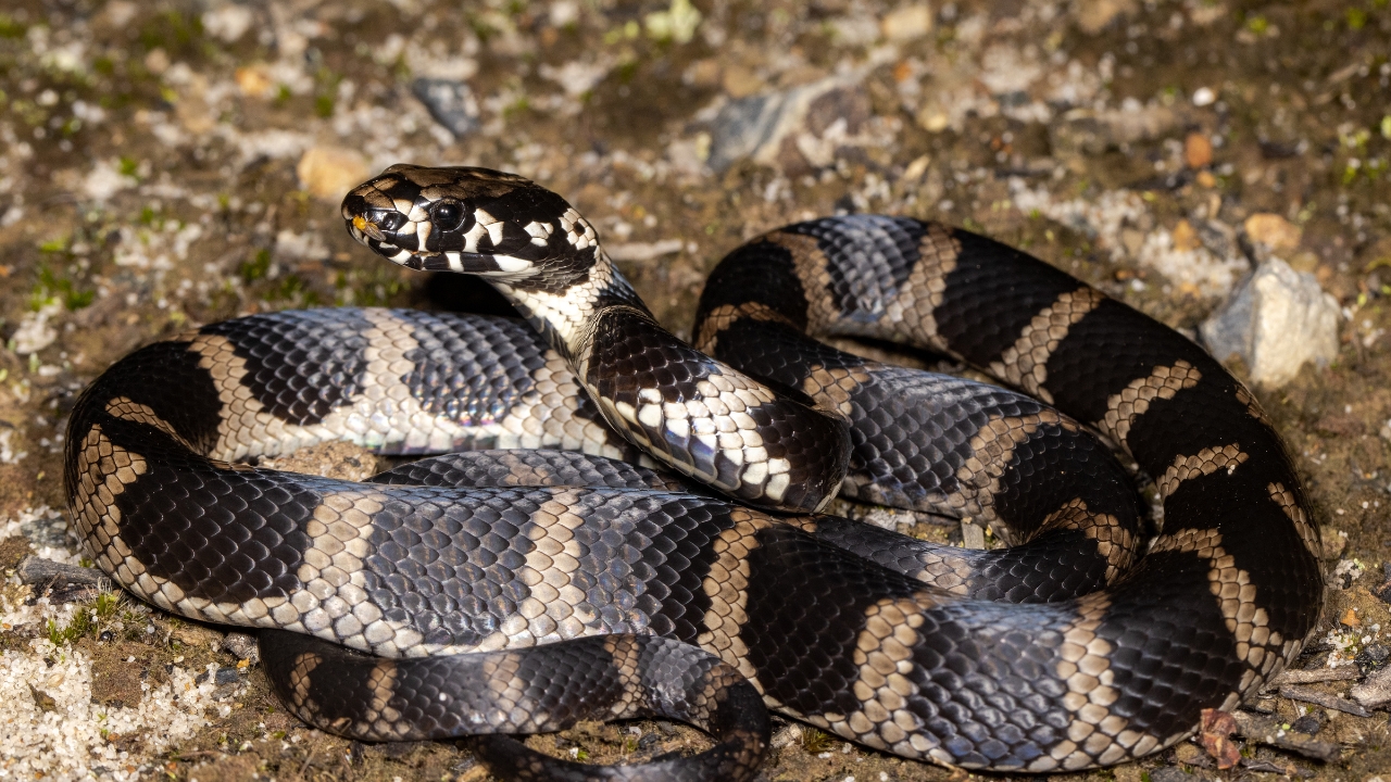Rare Narrow-Banded Rain Snake Discovered in Mizoram’s Forests