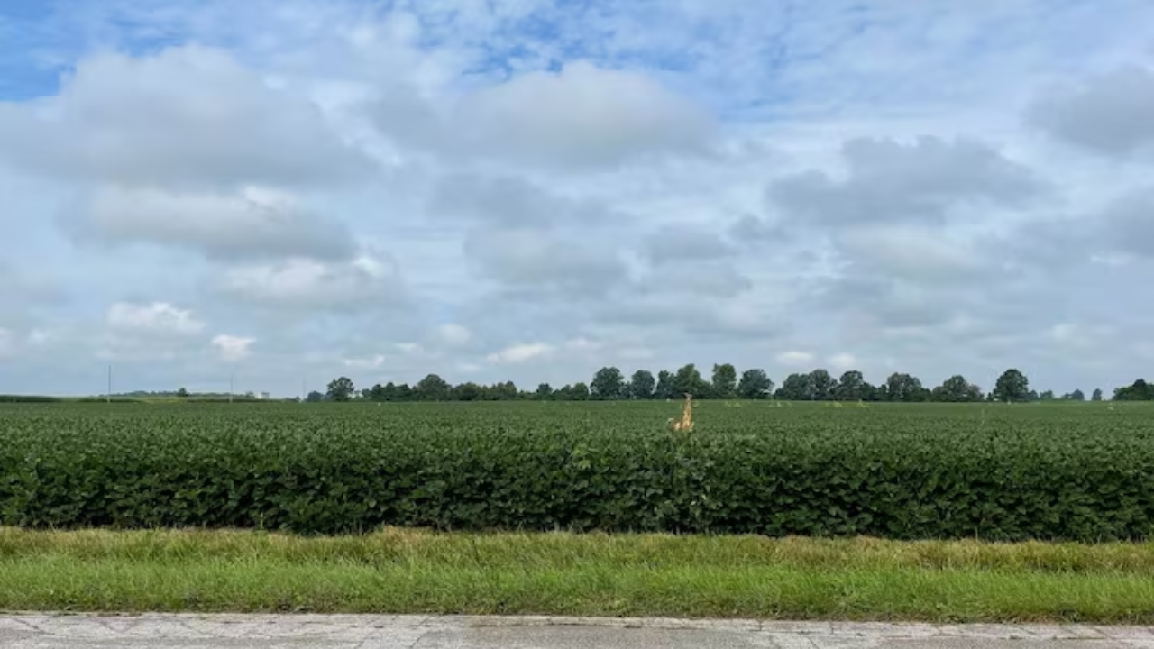 Trump Urges China to Quadruple Soybean Orders