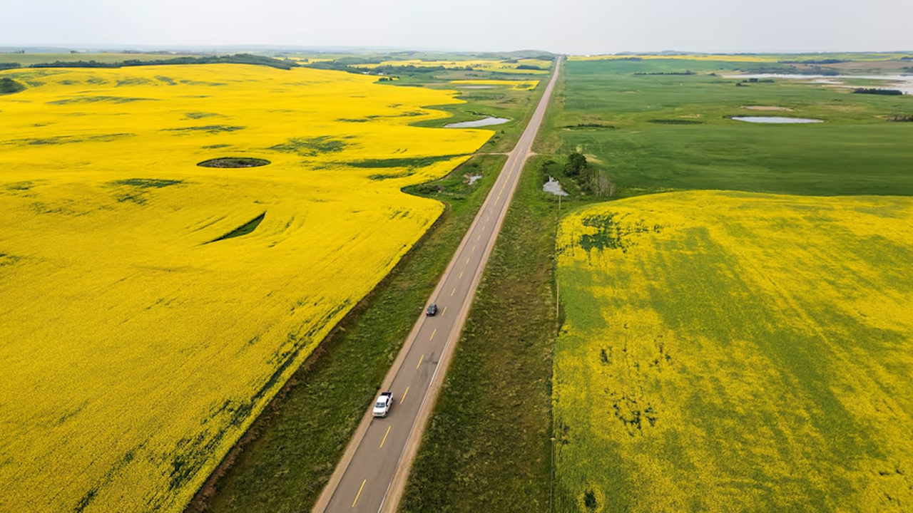 China Imposes 75.8% Duties on Canadian Canola Raising Tensions