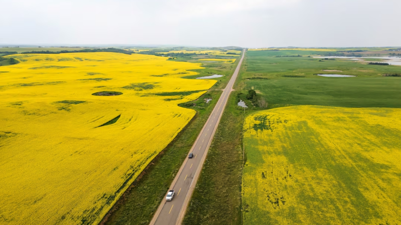 Canada-China Trade Clash: Canola and Steel Tariffs Shake Markets