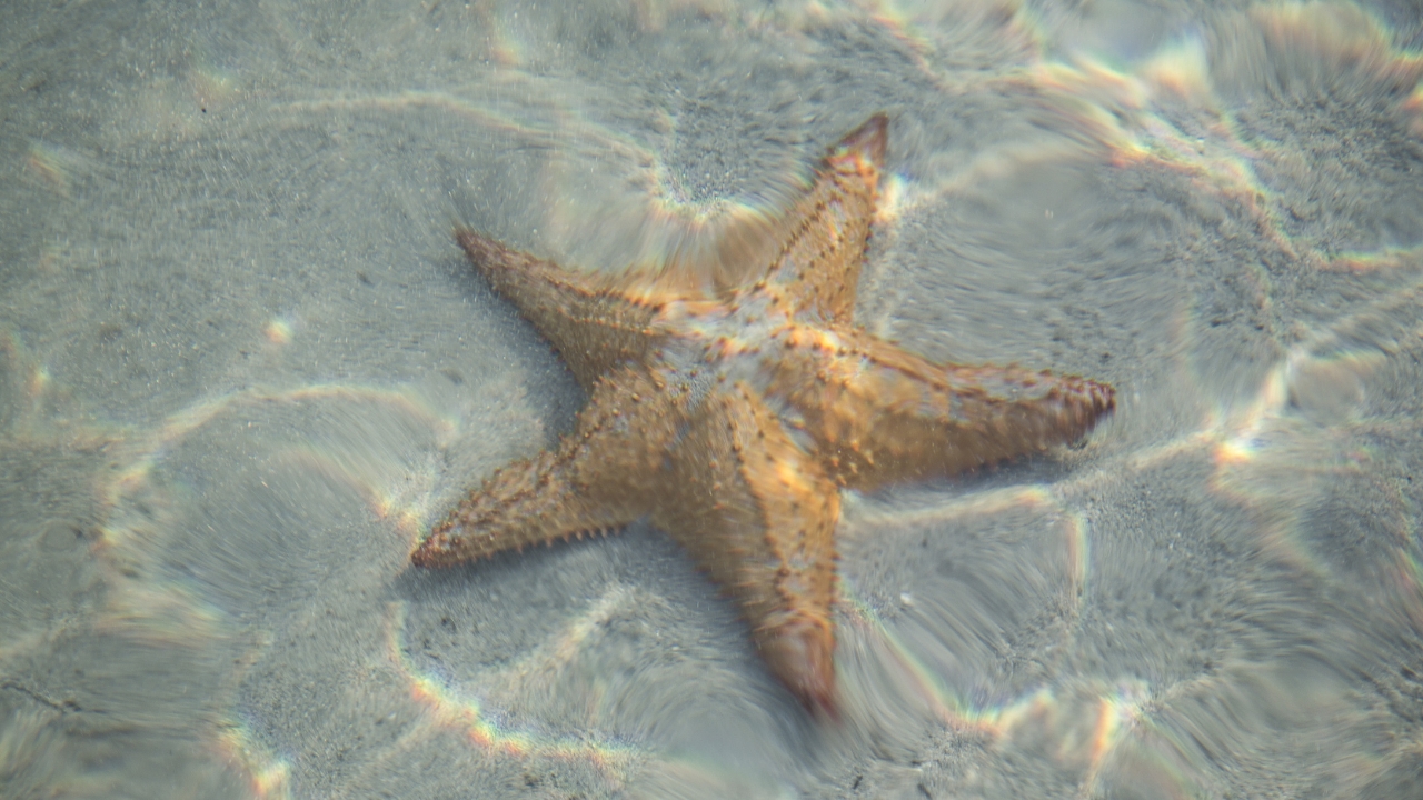 UBC Scientists Solve Mystery Behind Deadly Sea Star Disease