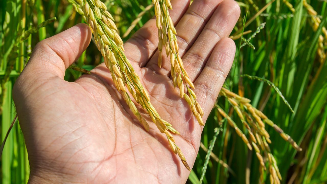 Feedgrain Prices Fall Sharply as Demand for Barley Drops What Farmers Should Know
