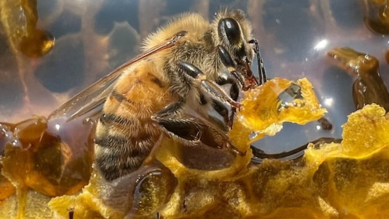 Robber Bees Swarm B.C. Honey Shop in Desperate Honey Heist