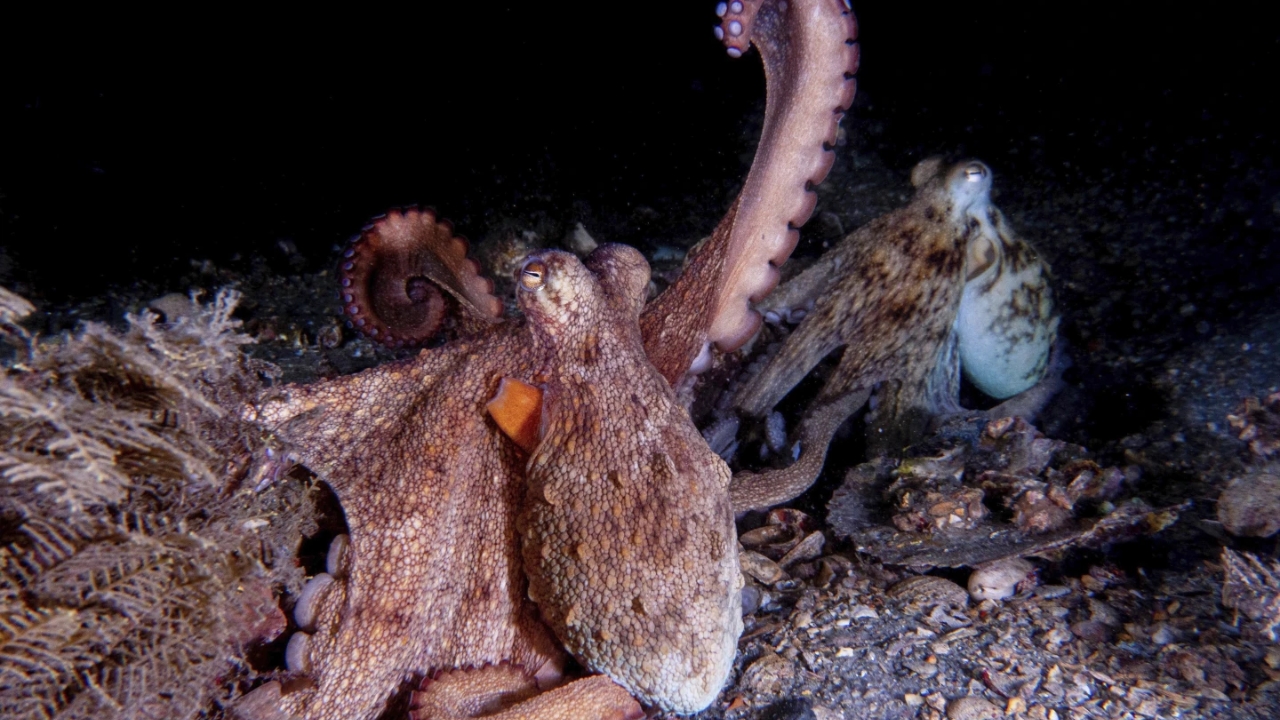 Octopuses Use Front Arms More Often for Tasks