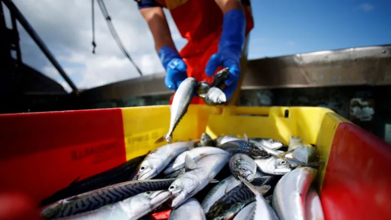WTO’s Deal on Overfishing Subsidies: A Turning Point for the World’s Oceans