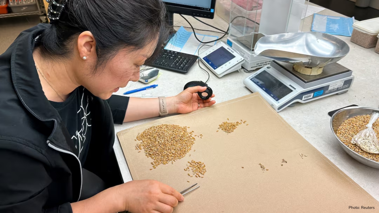 Canada's Durum Wheat Faces Quality Issues Due to Wet Weather