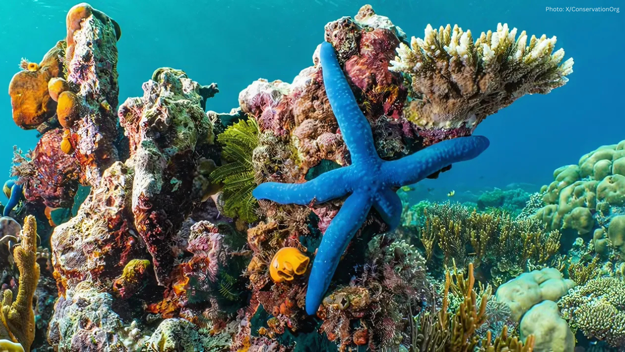 What Is Coral Bleaching — And Why It’s Threatening Reefs Everywhere
