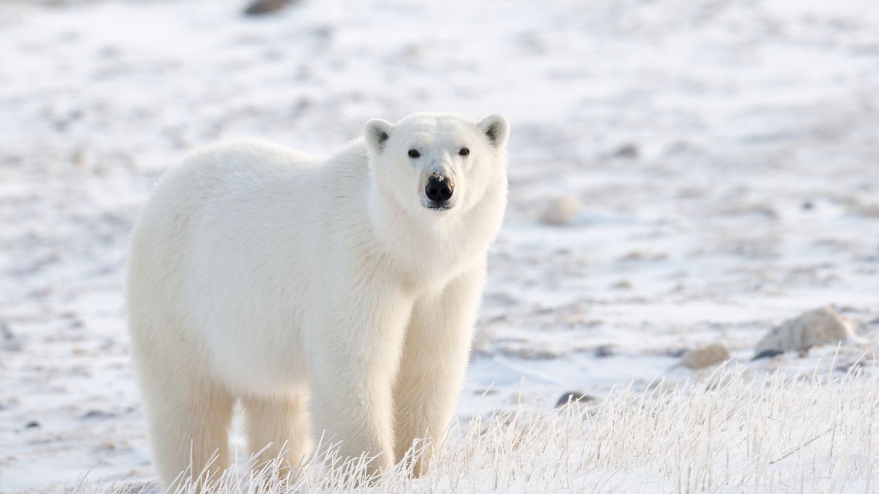 Ontario’s Bill 5 Sparks Concerns Over Polar Bear Habitat Protection