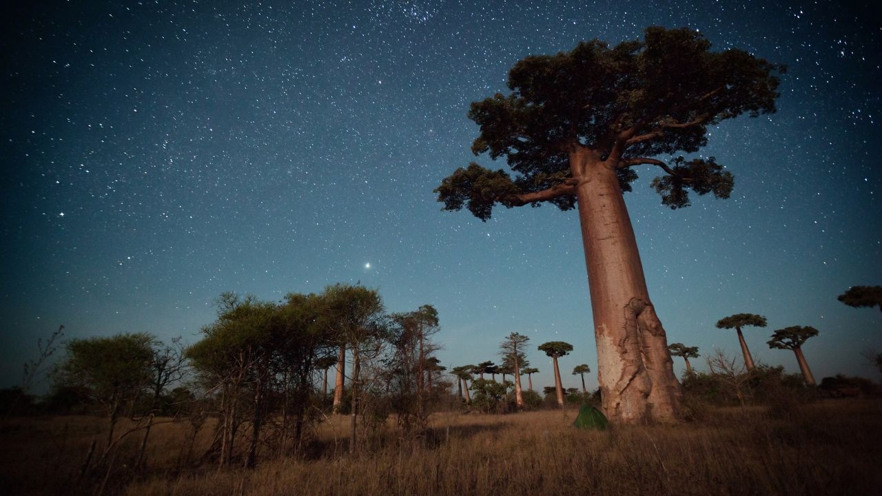 Embark on a Madagascar Safari: Explore Unique Wildlife