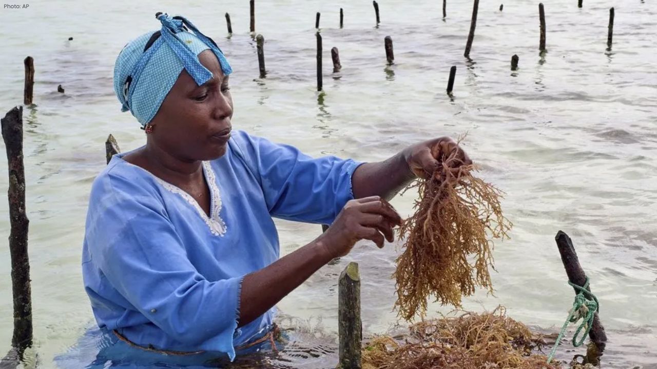 Zanzibar’s Women Seaweed Farmers Face Waves and New Hope
