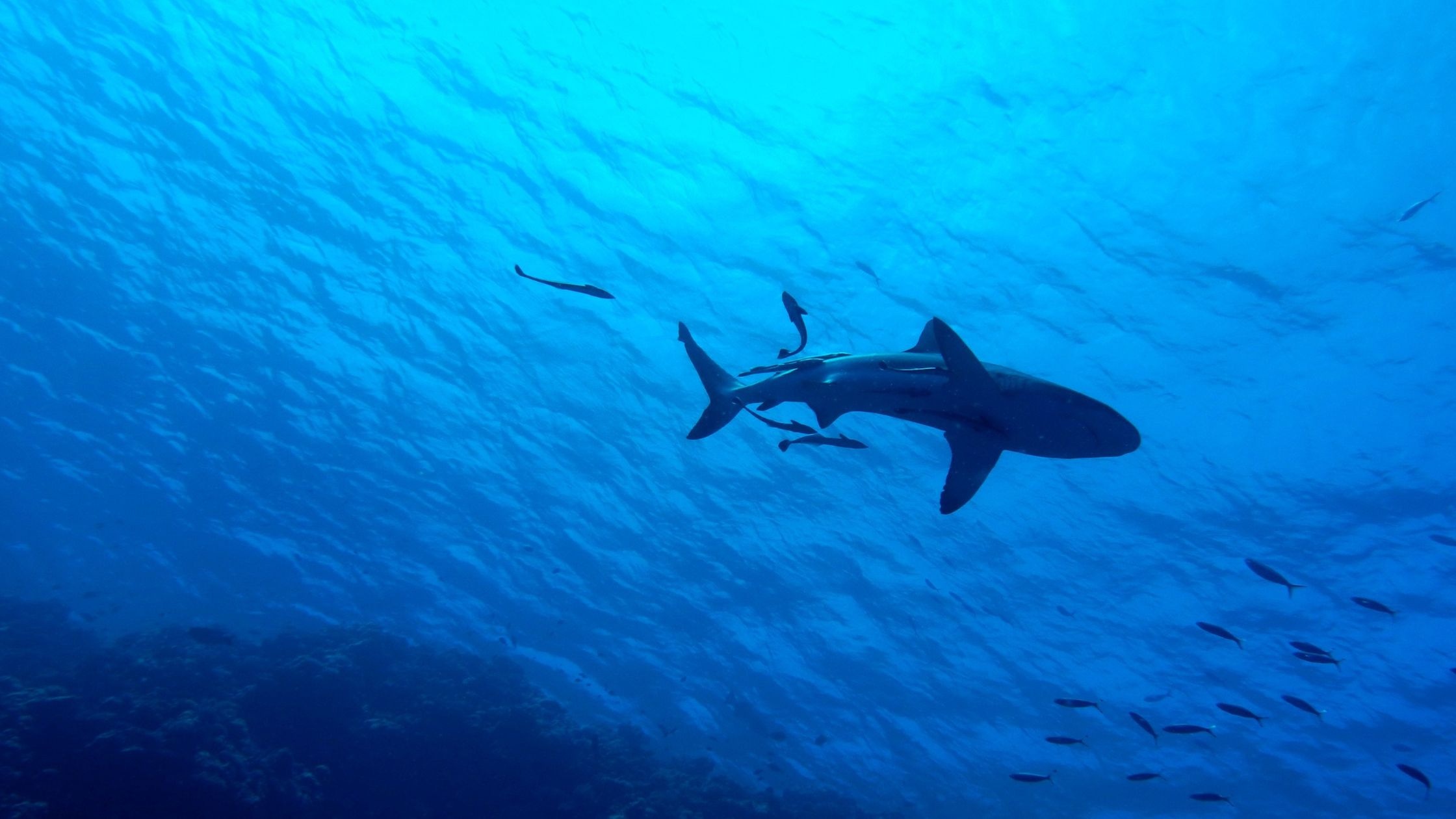 Orcas Flip Juvenile Great Whites off Mexico — A Close-Up from Drones and Divers