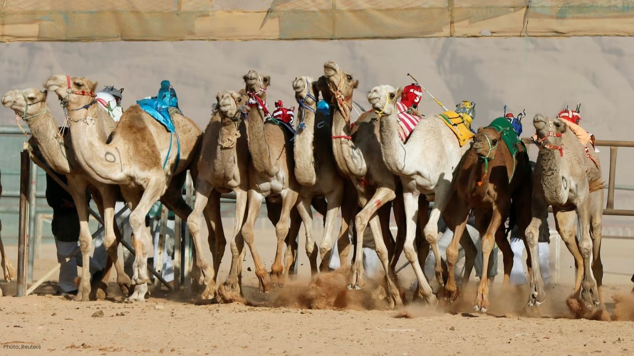 Inside the C1 Championship: Dubai’s Camel Racing Story of Courage and Community