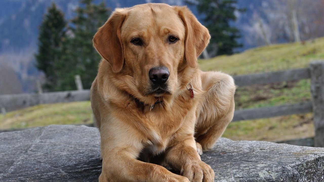 Supreme Court Mandates Nationwide Removal of Stray Dogs and Cattle
