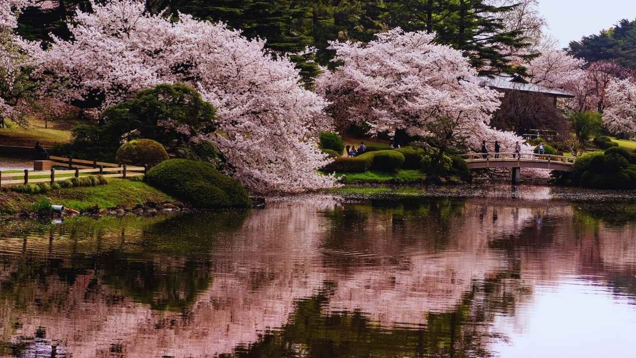 Shillong's Rising Fame: A Journey Through Cherry Blossoms and Local Culture