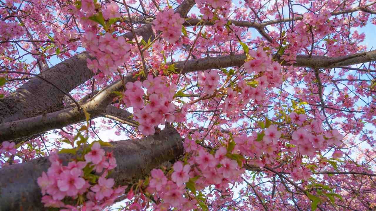 Discover Cherry Blossoms Across India: When to Visit and Where to Explore