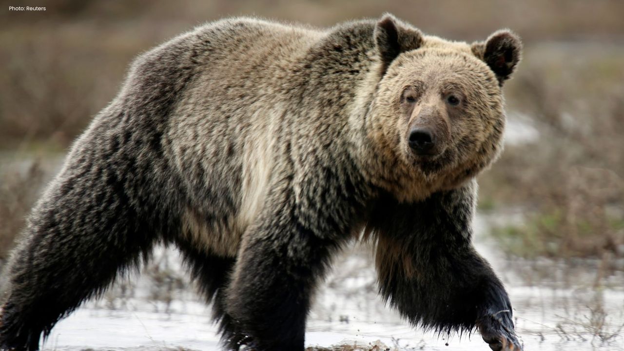 Four Students Injured in Bella Coola Grizzly Bear Attack