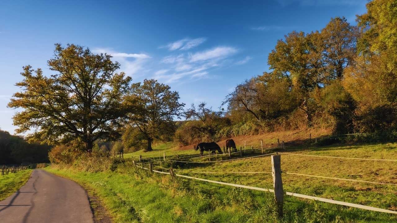 Rising Popularity of Rural Getaways: The Global Shift Towards Cabins and Countryside Retreats