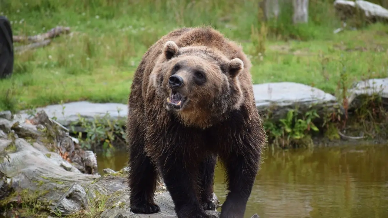 Heroic Teachers Defend Students from Grizzly Bear in B.C. Attack