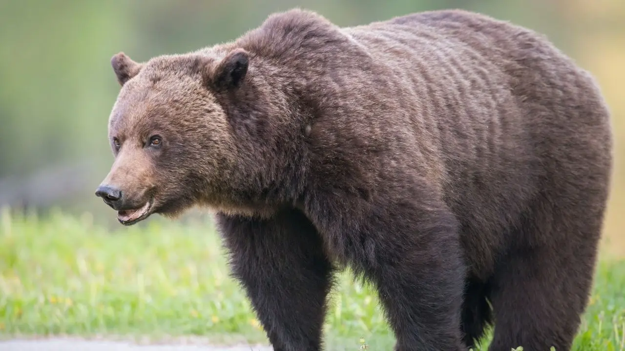 Ongoing Search for Grizzlies After Attack on School Children in Bella Coola