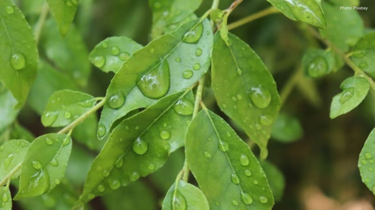 Discover the Health Advantages of Curry Leaves: Heart, Brain, and Beyond