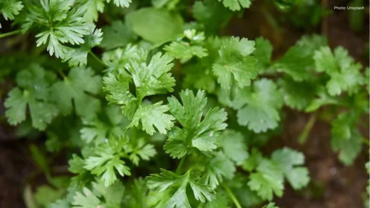 Chef Kabir's Clever Tips to Keep Coriander Fresh for Days