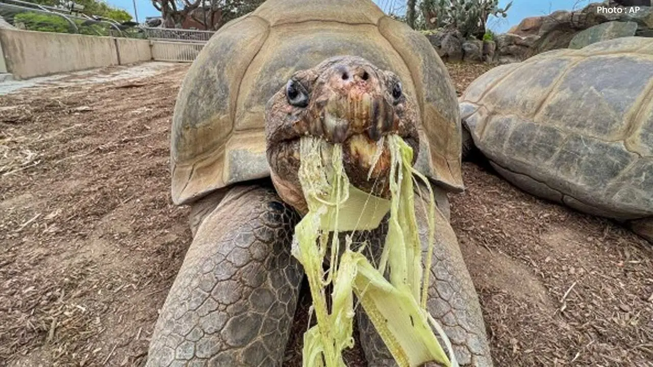 San Diego Zoo's Beloved Galápagos Tortoise Gramma Passes Away at 141