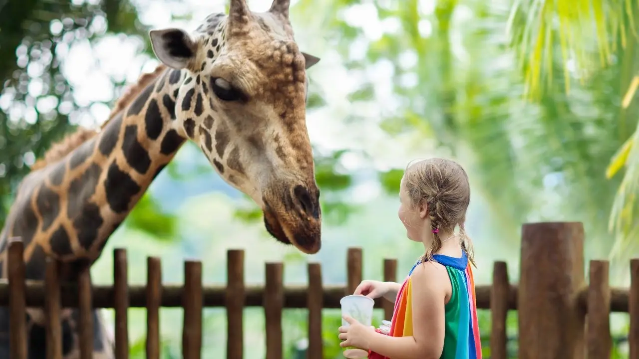 Celebrate Eid Al Etihad with Dubai Safari Park's 50% Ticket Discount