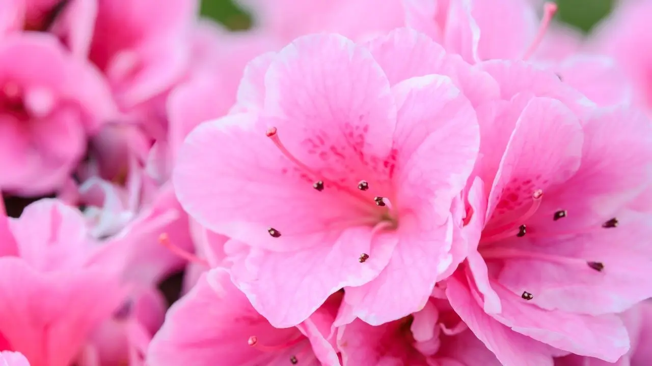 Explore 8 Must-Visit Floral Wonders Worldwide