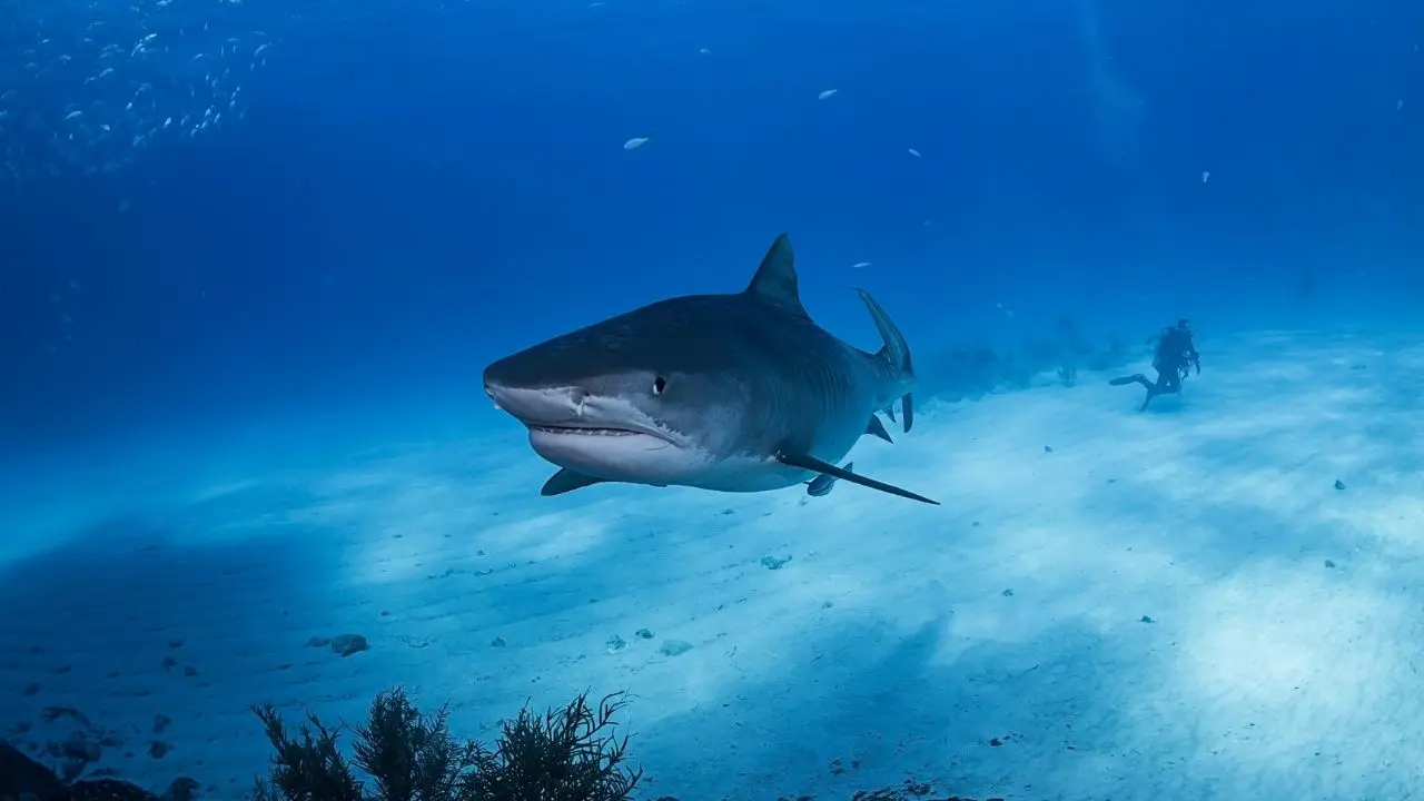 Tragic Shark Attack Off the Coast of Australia Claims Life