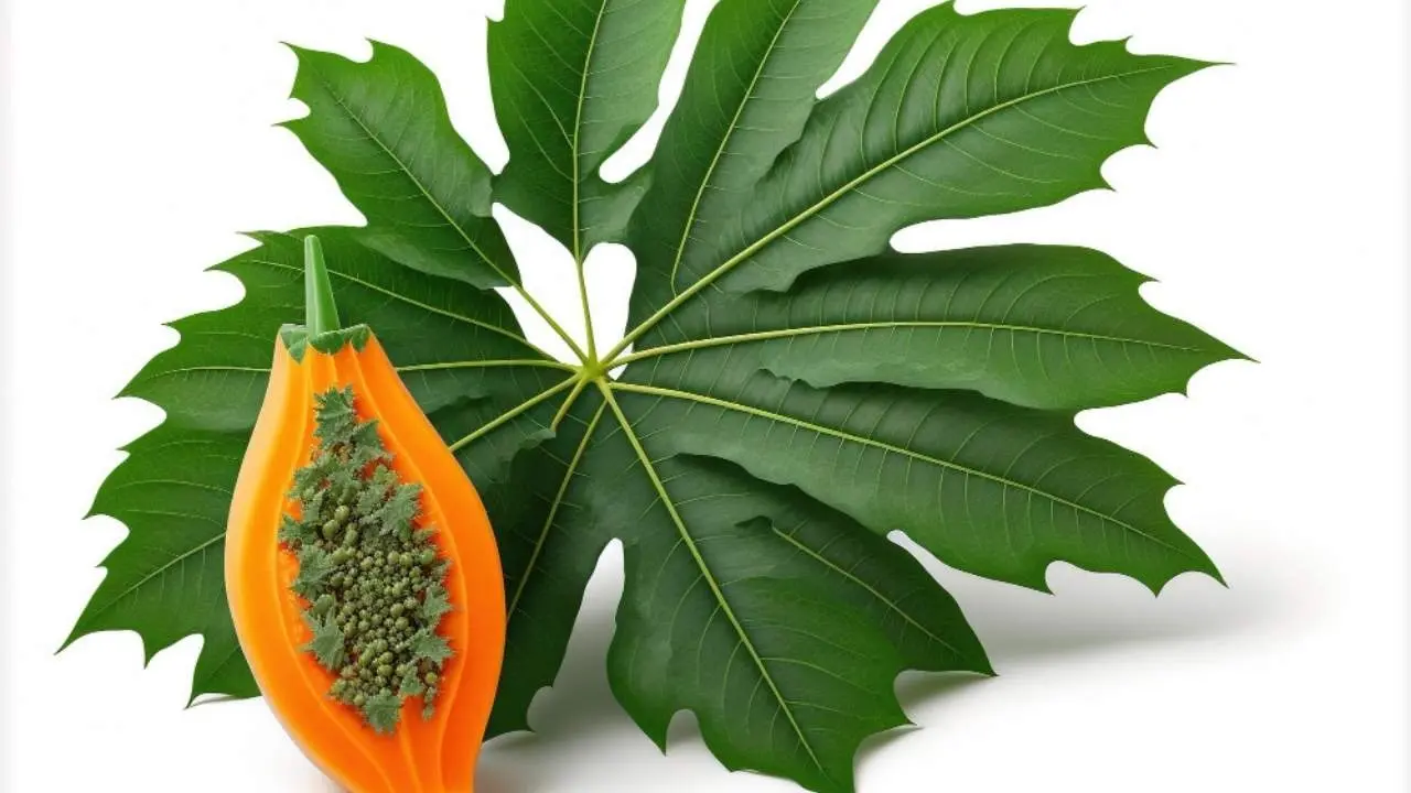 Unlocking the Health Benefits of Papaya Leaves: A Natural Remedy