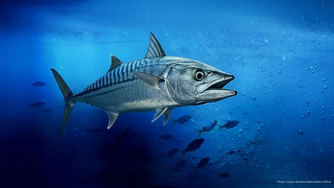 Second Kingfish Spawning Season Confirmed in Abu Dhabi