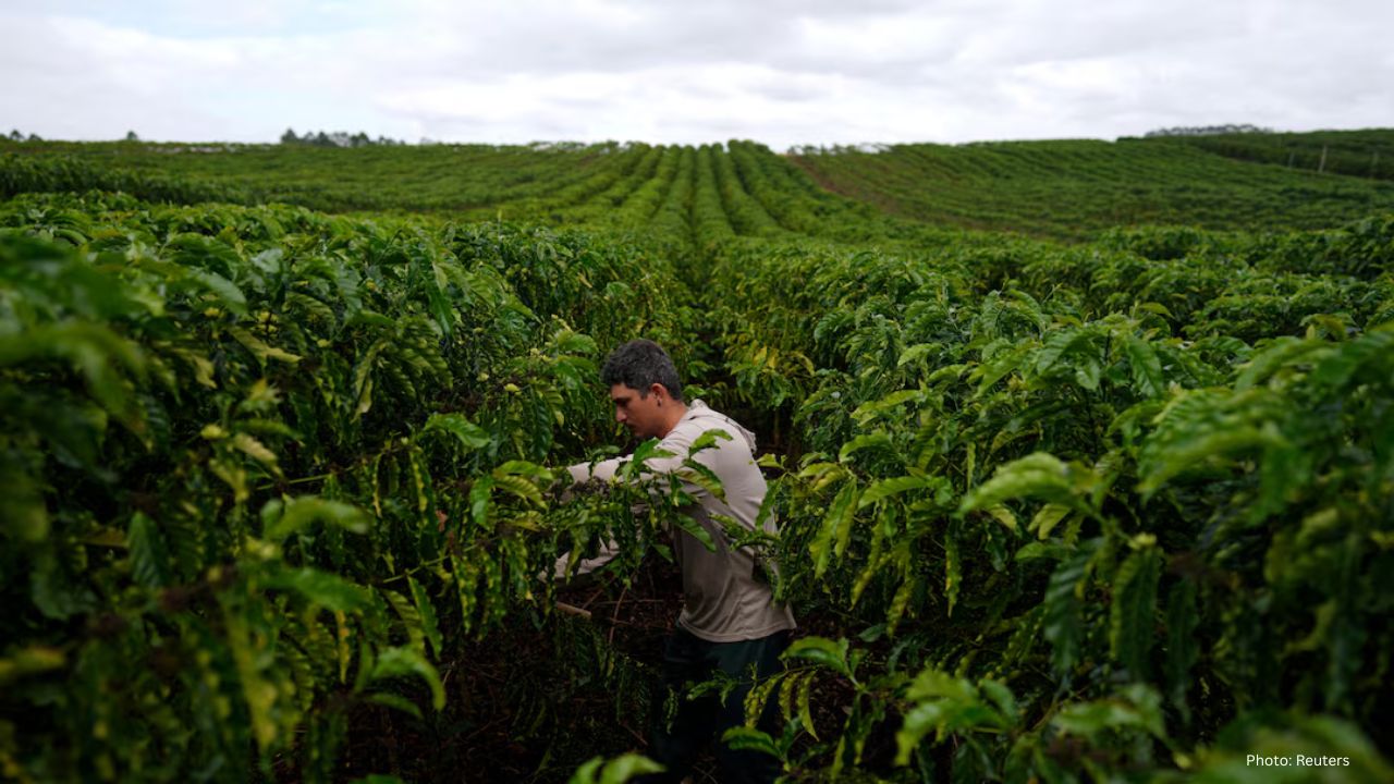 Brazil's Robusta Coffee Farmers Elevate Quality Amidst Climate Challenges