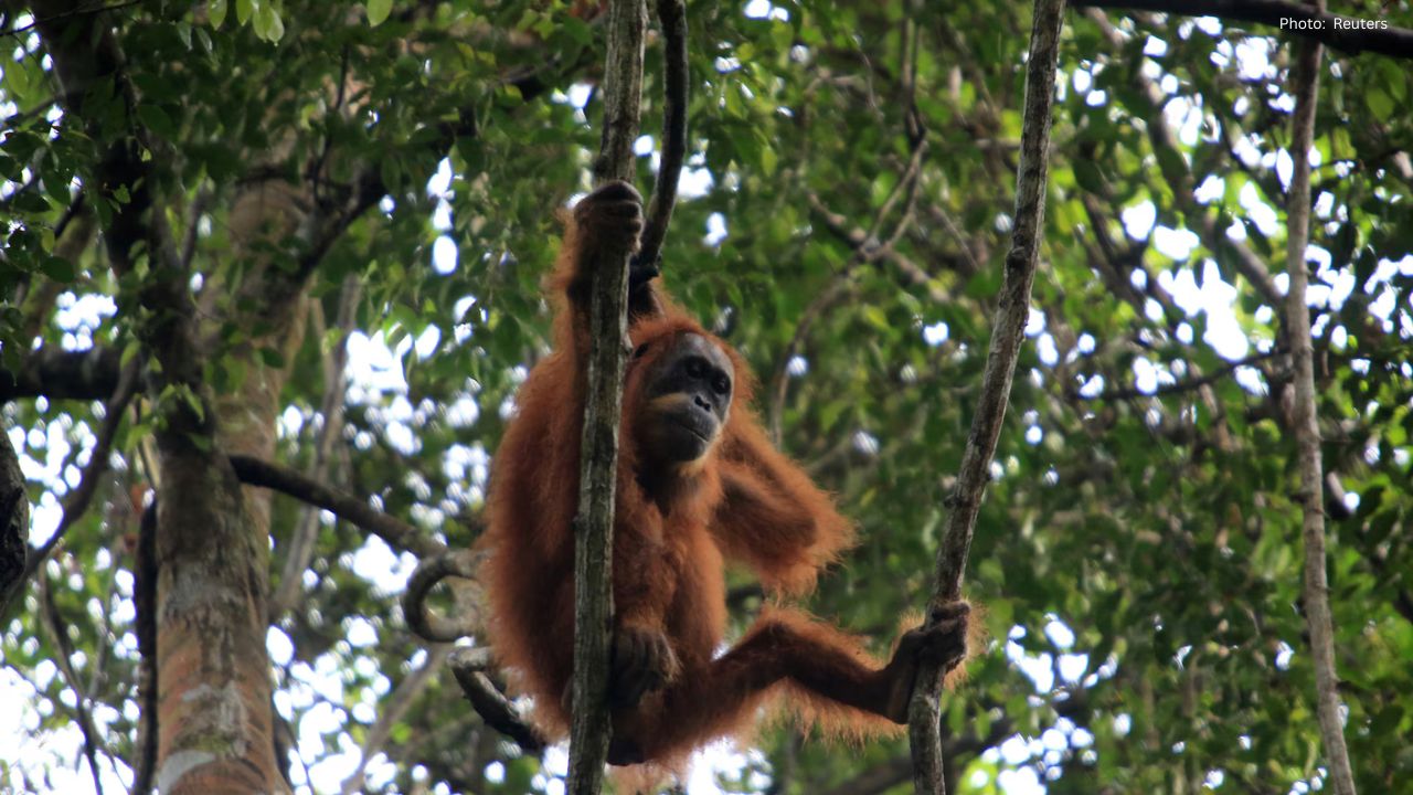 Devastating Floods in Indonesia Threaten Orangutans and Highlight Deforestation Crisis