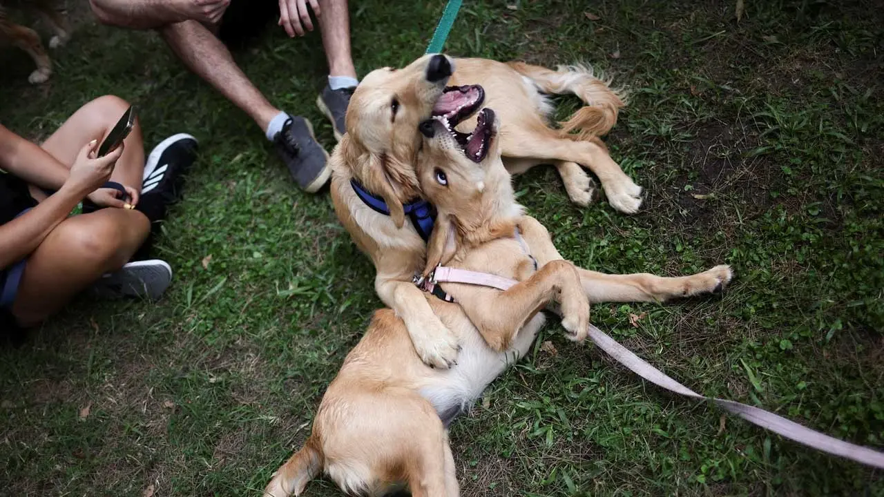 Argentina Hosts Record Gathering of 2,397 Golden Retrievers