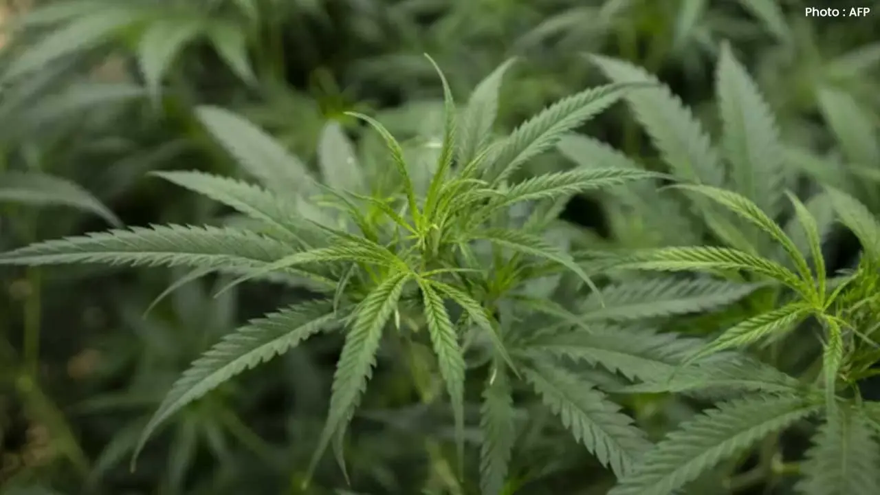 Trump Explores Marijuana Reclassification in the United States