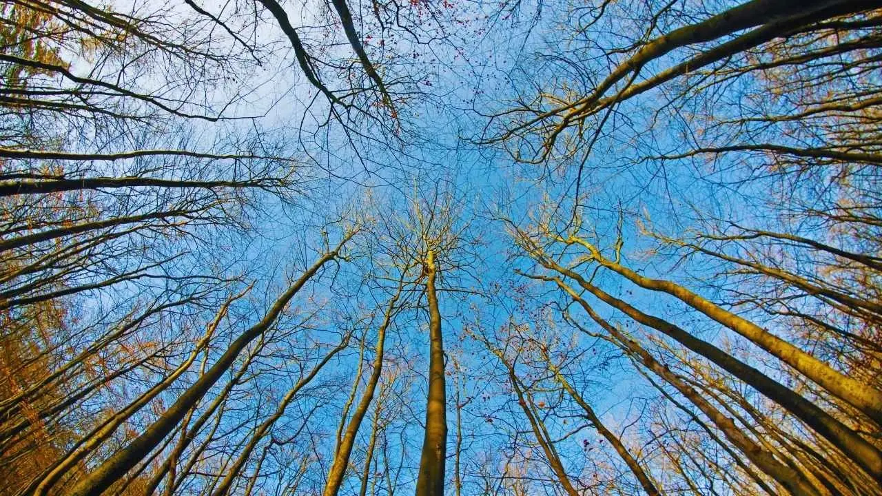 Navigating the Climate Dilemma: Adaptation or Mitigation?