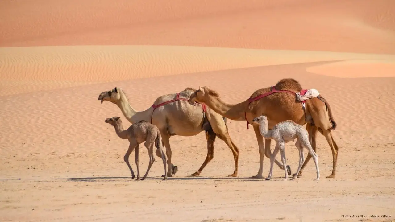 Regional Workshop in Abu Dhabi Streamlines Camel Travel Across the Gulf