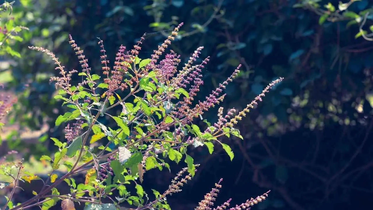 Harness the Power of Tulsi Root for Financial Abundance