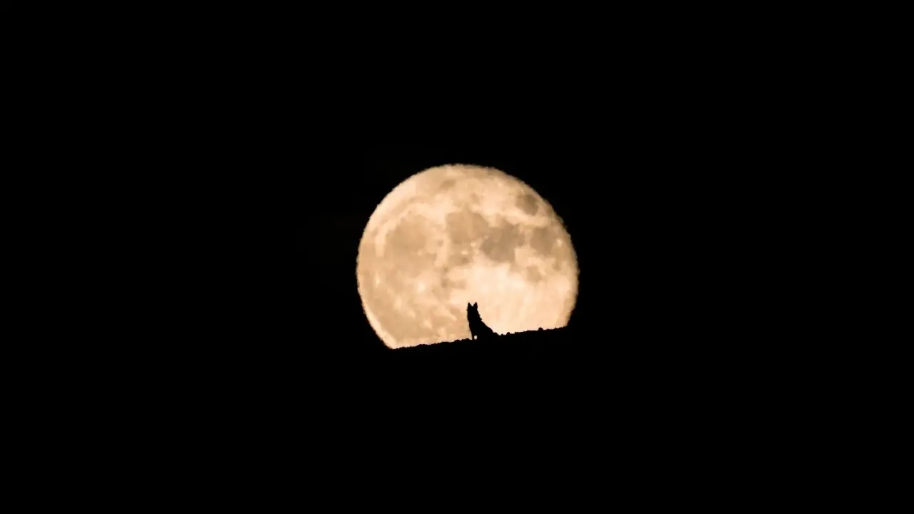 Catch the 2026 Wolf Moon: January's First Supermoon Dazzles the Night Sky