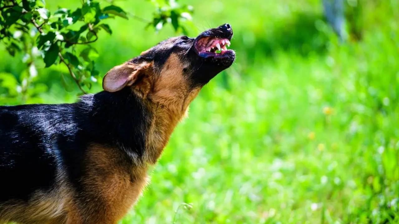 Nova Scotia Youth Seriously Injured in Dog Attack While Cycling