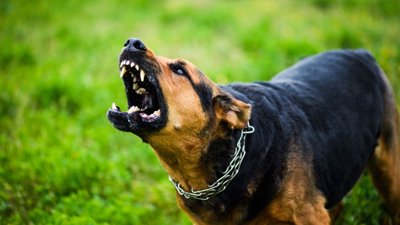 RCMP Investigating Fatal Dog Attack That Killed Nova Scotia Boy