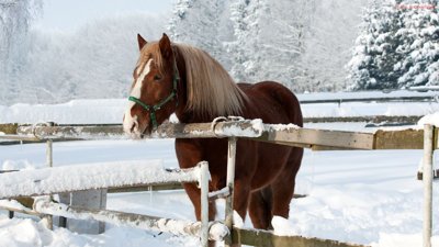 Horse Rescued From Frozen Creek Near Cochin, Sask., Finds Safety